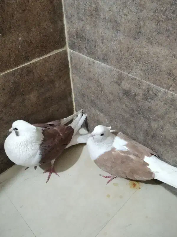 کفتر|پرنده|پاکدشت, پاکدشت (مامازند)|دیوار