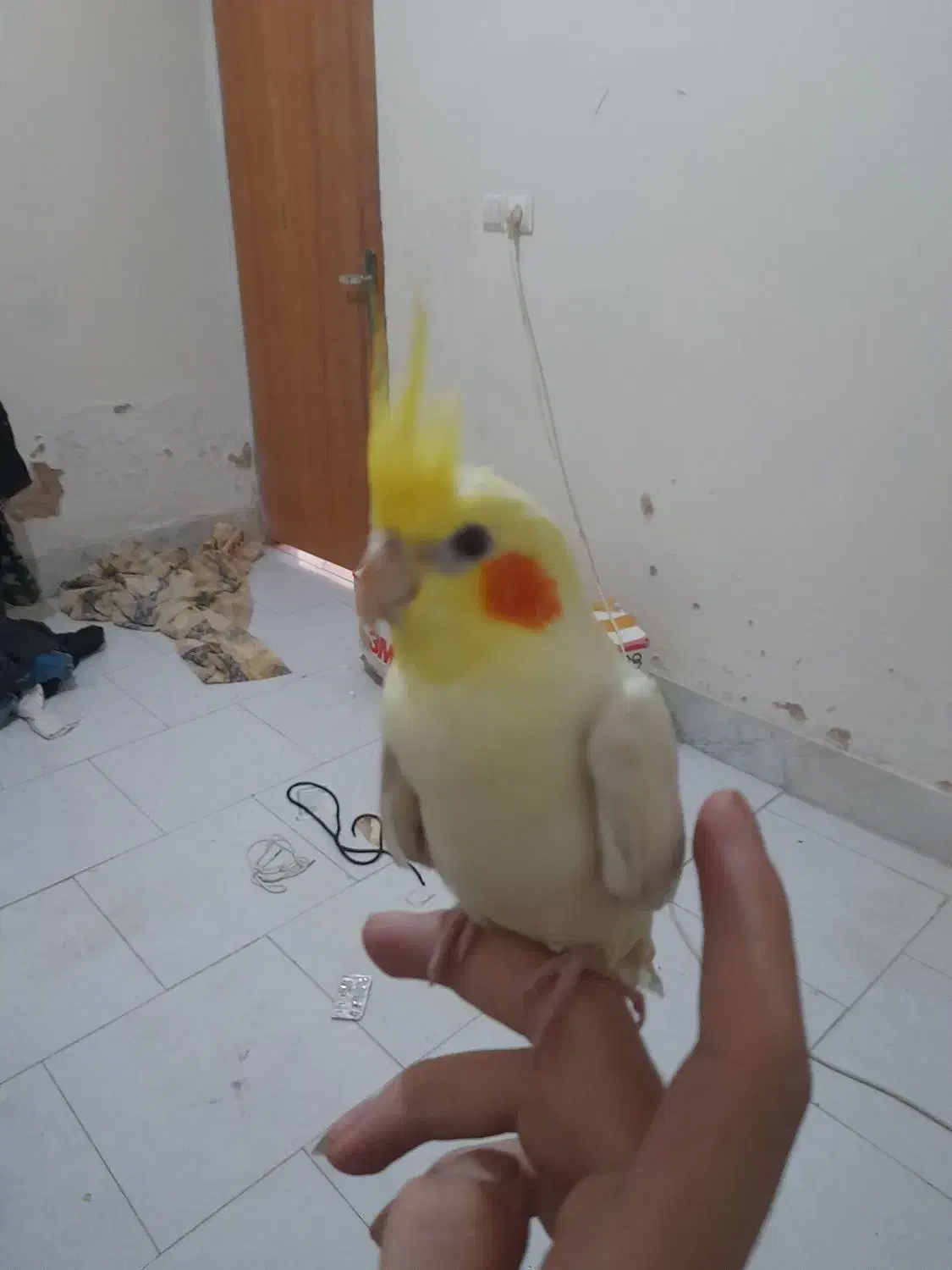 عروس هلندی لوتینو ۳ ماهه|پرنده|شاهین‌شهر, شهرک گلدیس|دیوار