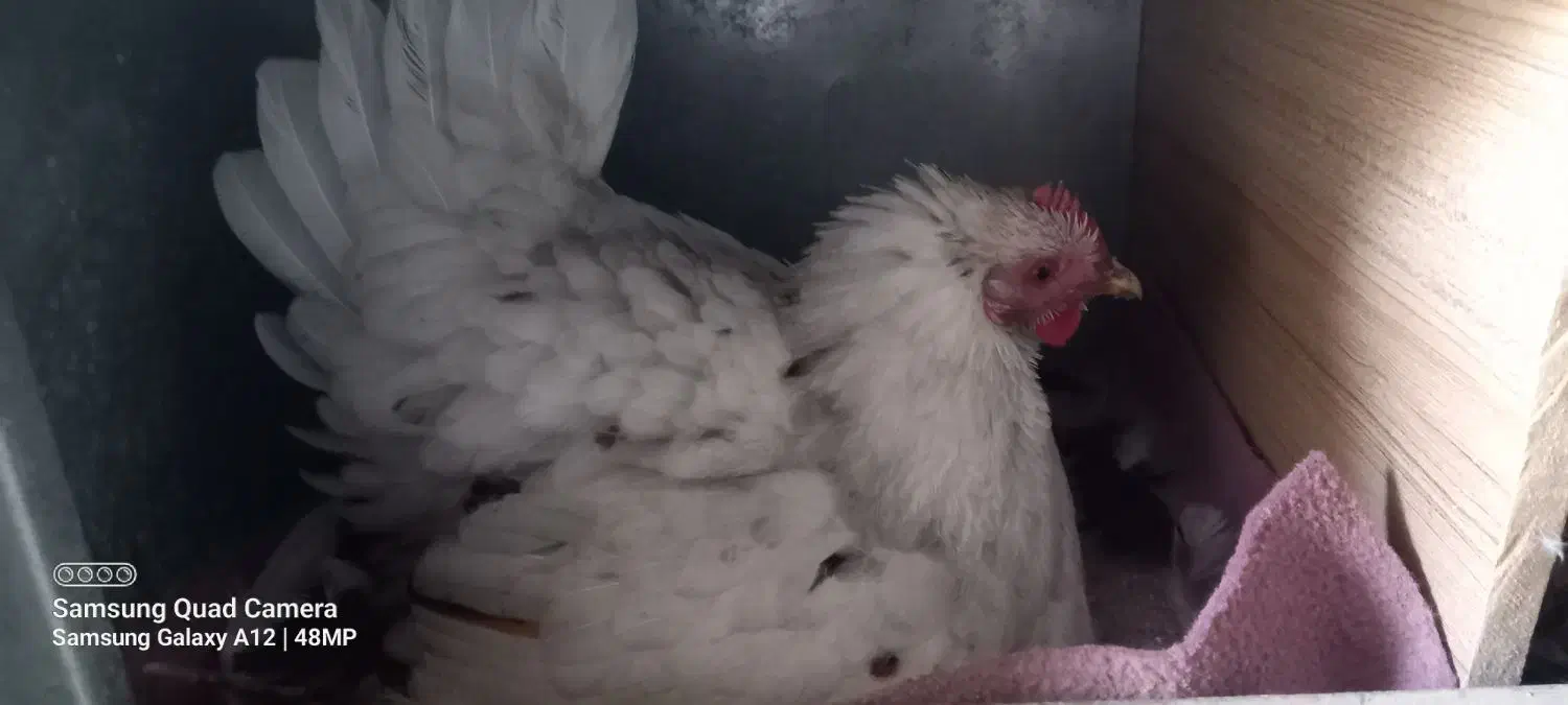 مرغ کرچ|حیوانات مزرعه|سرپل ذهاب, |دیوار