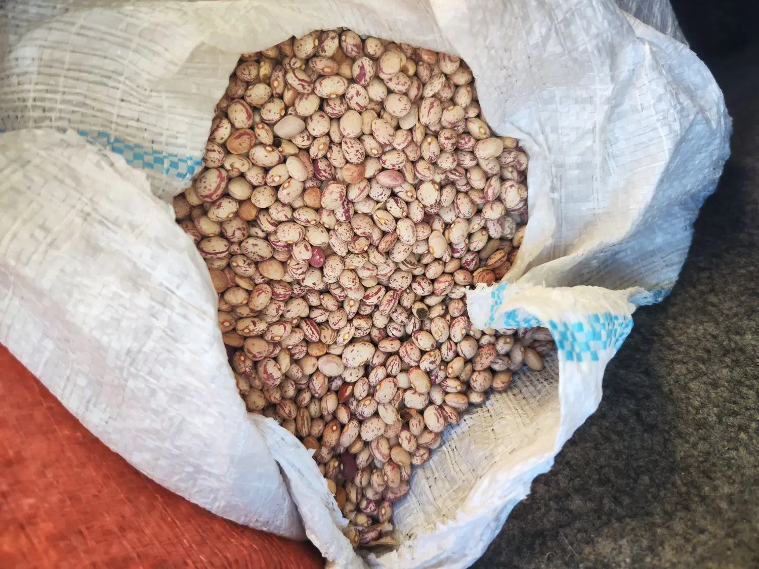 لوبیا چیتی|عمده‌فروشی|شیراز, شهرک قمشه|دیوار