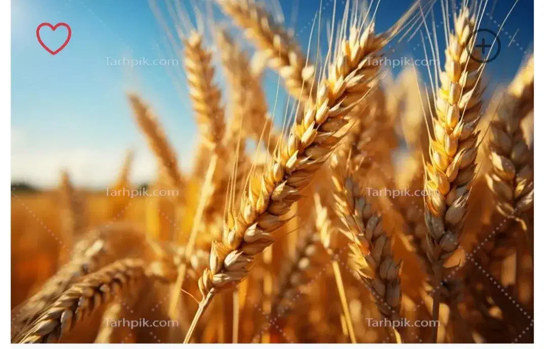 خدمات باغبانی ودرختکاری|گل و گیاه طبیعی|صحنه, |دیوار