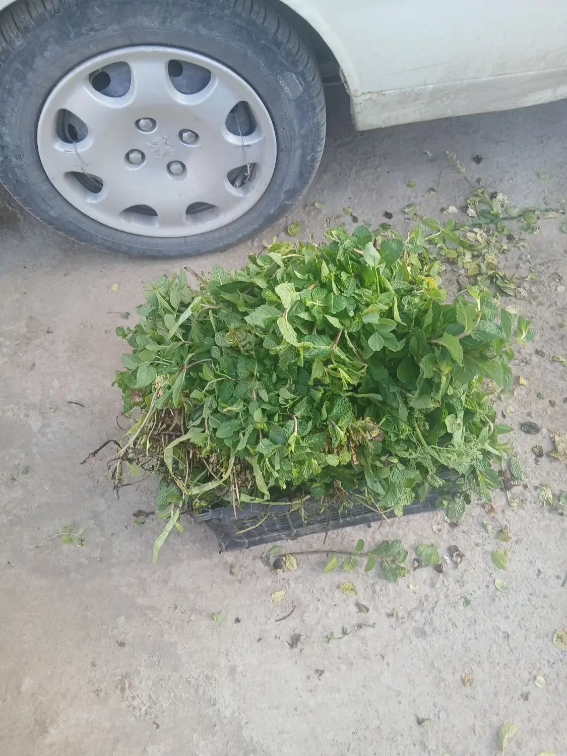 نعنا|خدمات باغبانی و درختکاری|نیشابور, مازول|دیوار