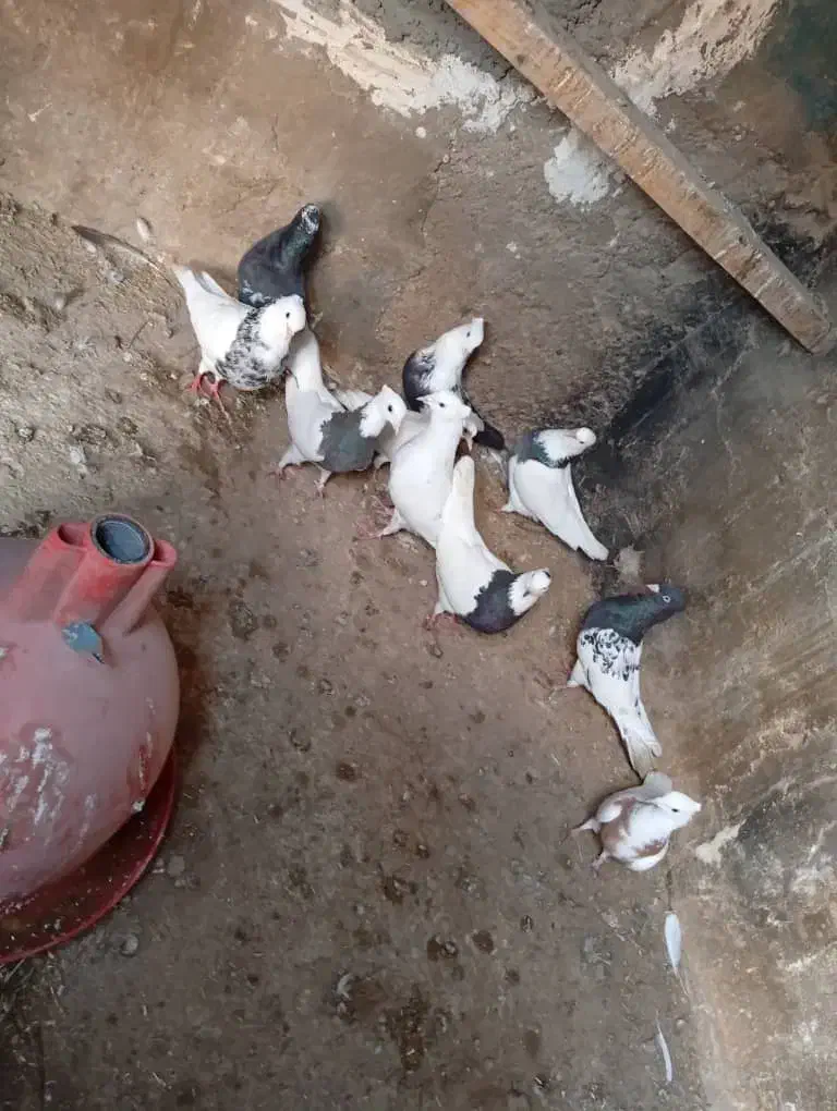 فروش کبوتر رنگی|پرنده|باوی, |دیوار