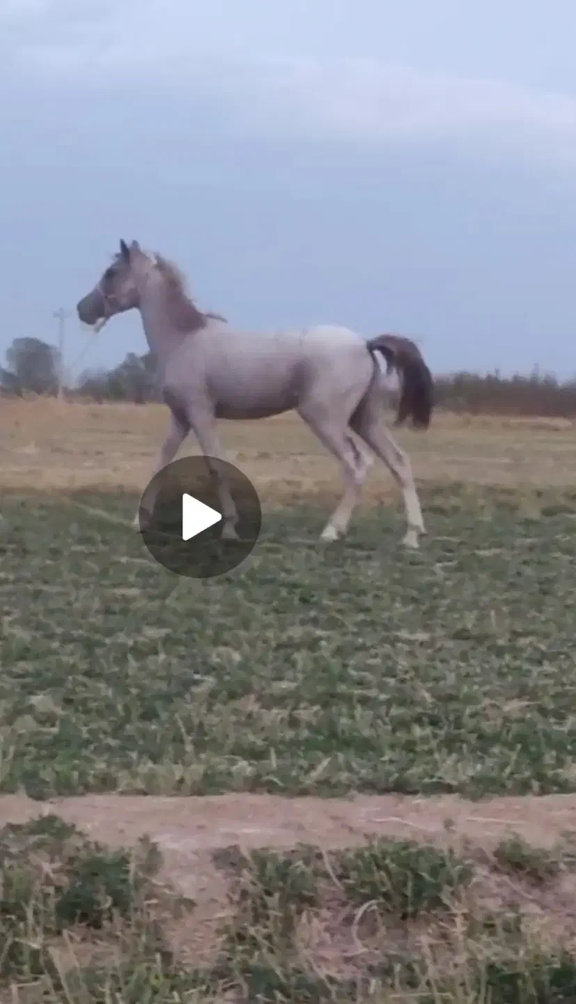 اسب کرد|اسب و تجهیزات اسب‌سواری|میاندوآب, |دیوار