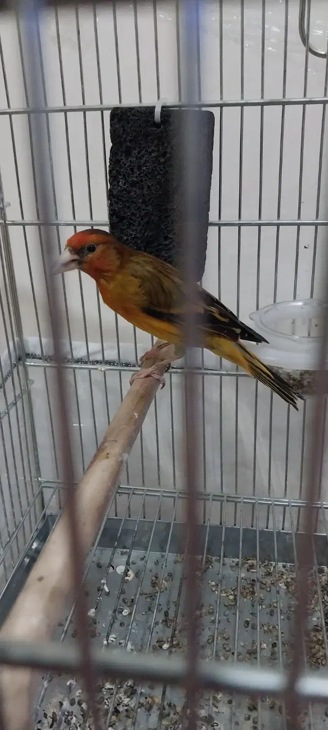 سهره قناری|پرنده|کرج, کمال‌شهر|دیوار