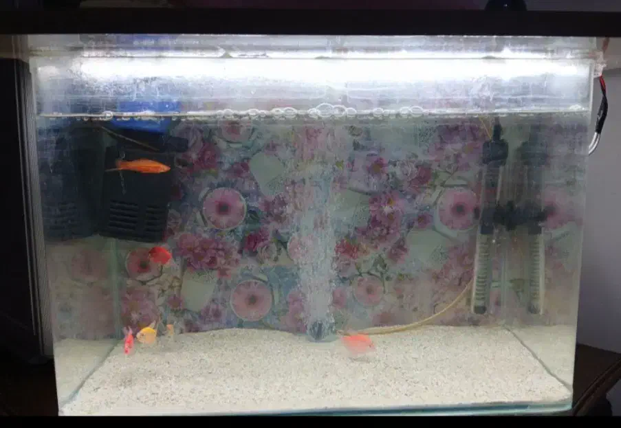 آکواریوم|ماهی|کرمانشاه, |دیوار