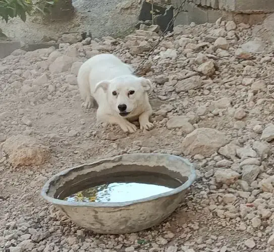 واگذاری سگ پاکوتاه|سگ|یاسوج, |دیوار