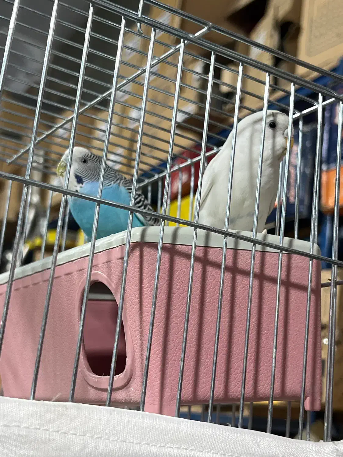 مرغ عشق|پرنده|پاکدشت, حصار امیر|دیوار