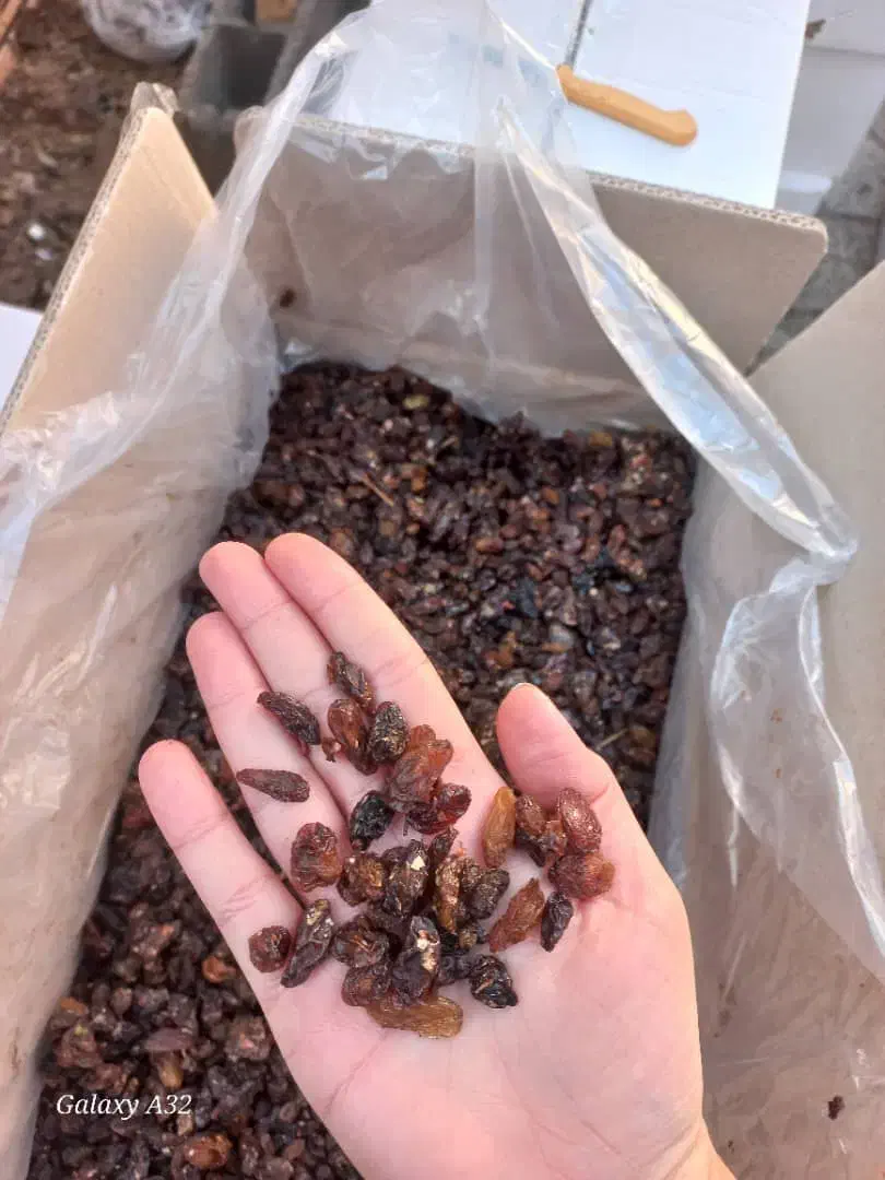 آماده تناژ بالا کشمش آبگیری|خوردنی و آشامیدنی|ورامین, ورامین|دیوار