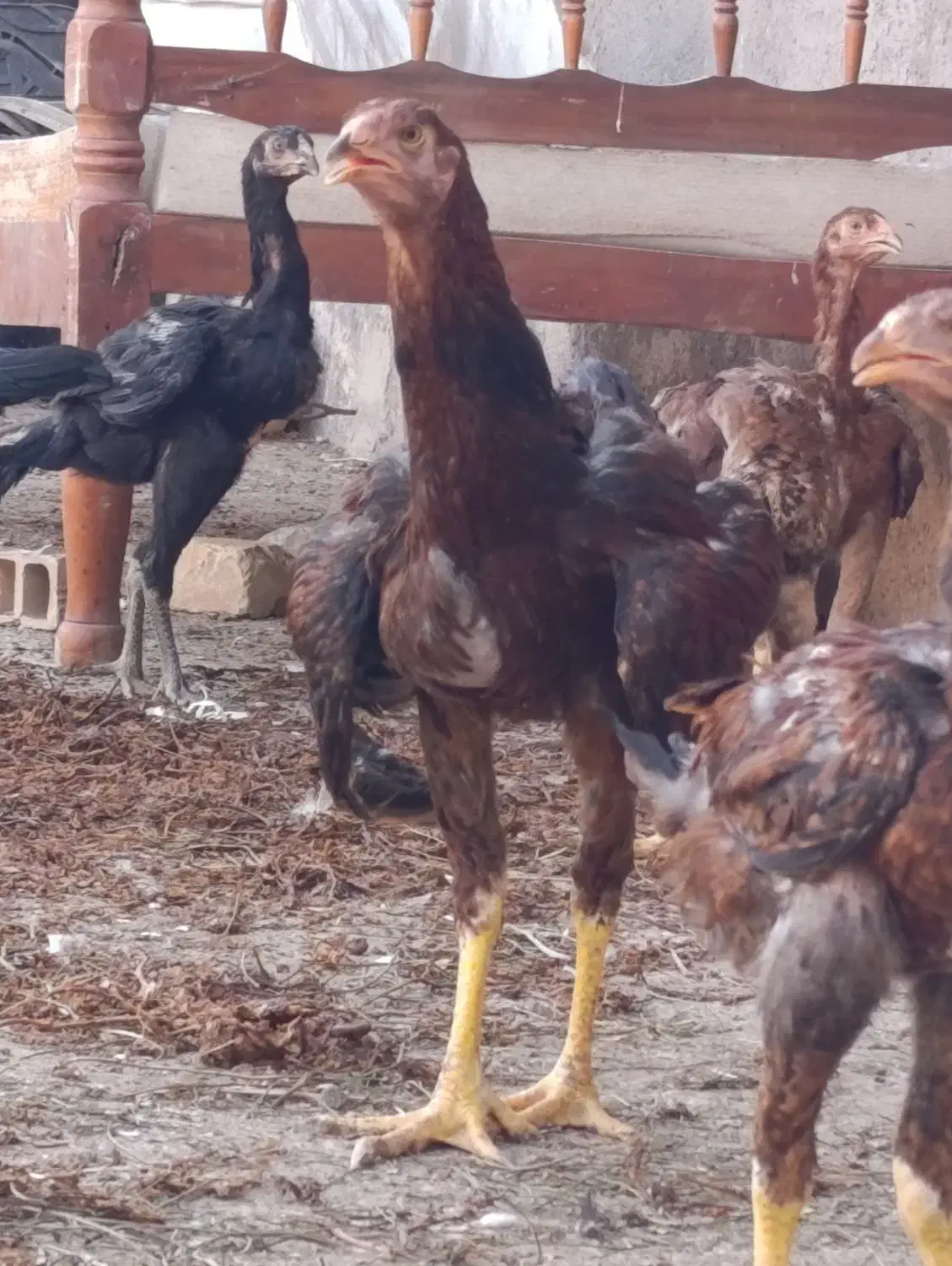 مرغ لاری .جوجه لاری .لاری .جوجه .خروس لاری|حیوانات مزرعه|قزوین, |دیوار