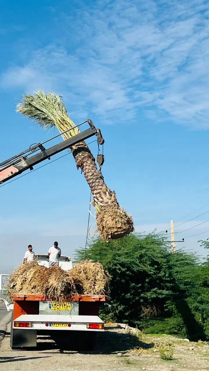 ایجاد فضای سبز زیبا با درخت نخل|خدمات باغبانی و درختکاری|گرگان, |دیوار