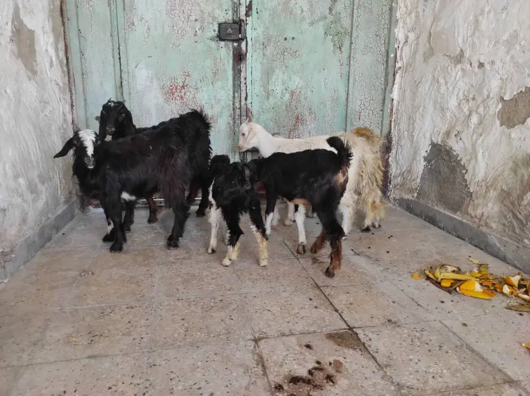 کره ماده چاق|حیوانات مزرعه|بندر کنگان, |دیوار