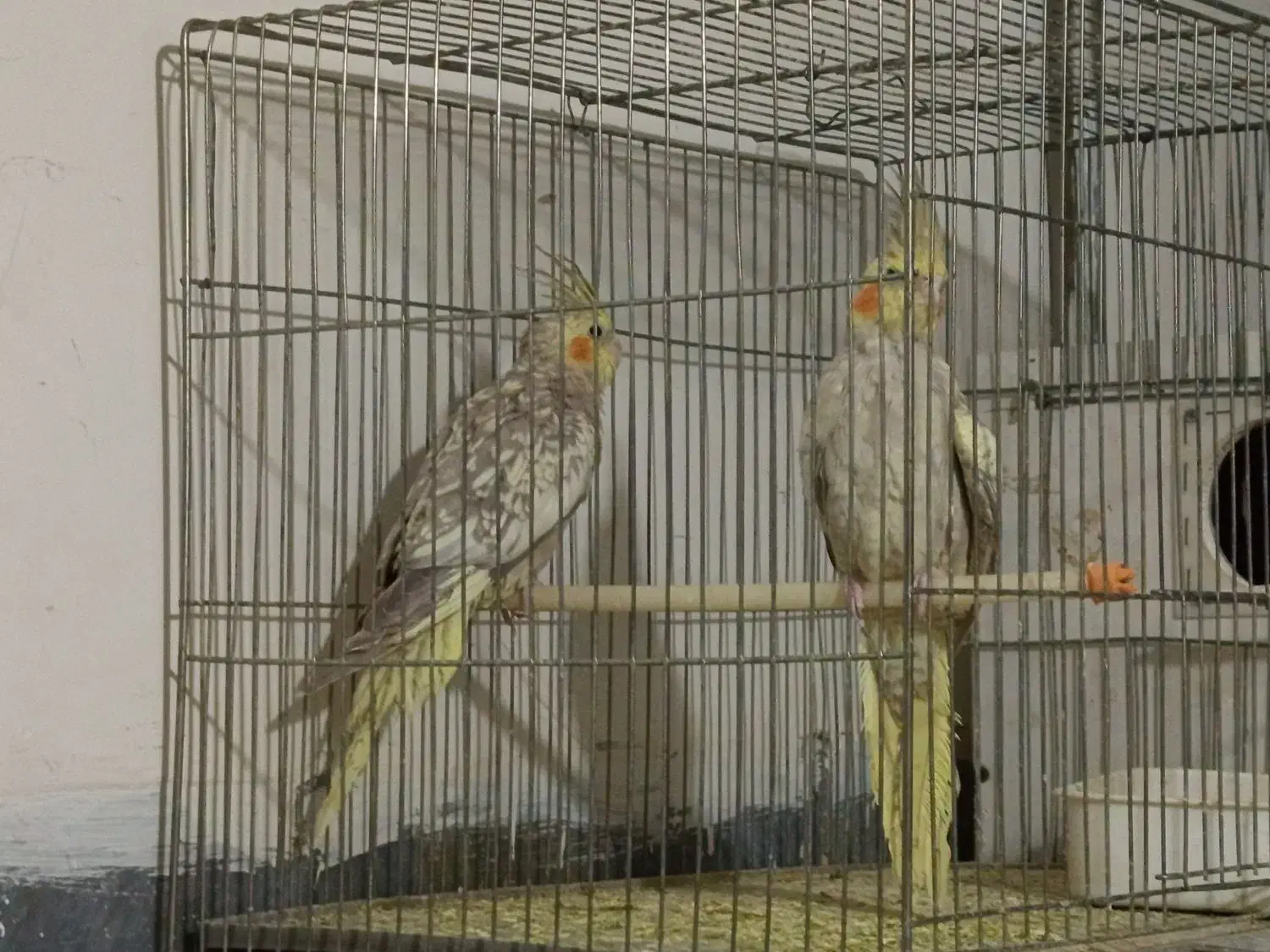 عروس هلندی باتخم ومرغ عشق|پرنده|اسلام‌‌آباد غرب, |دیوار