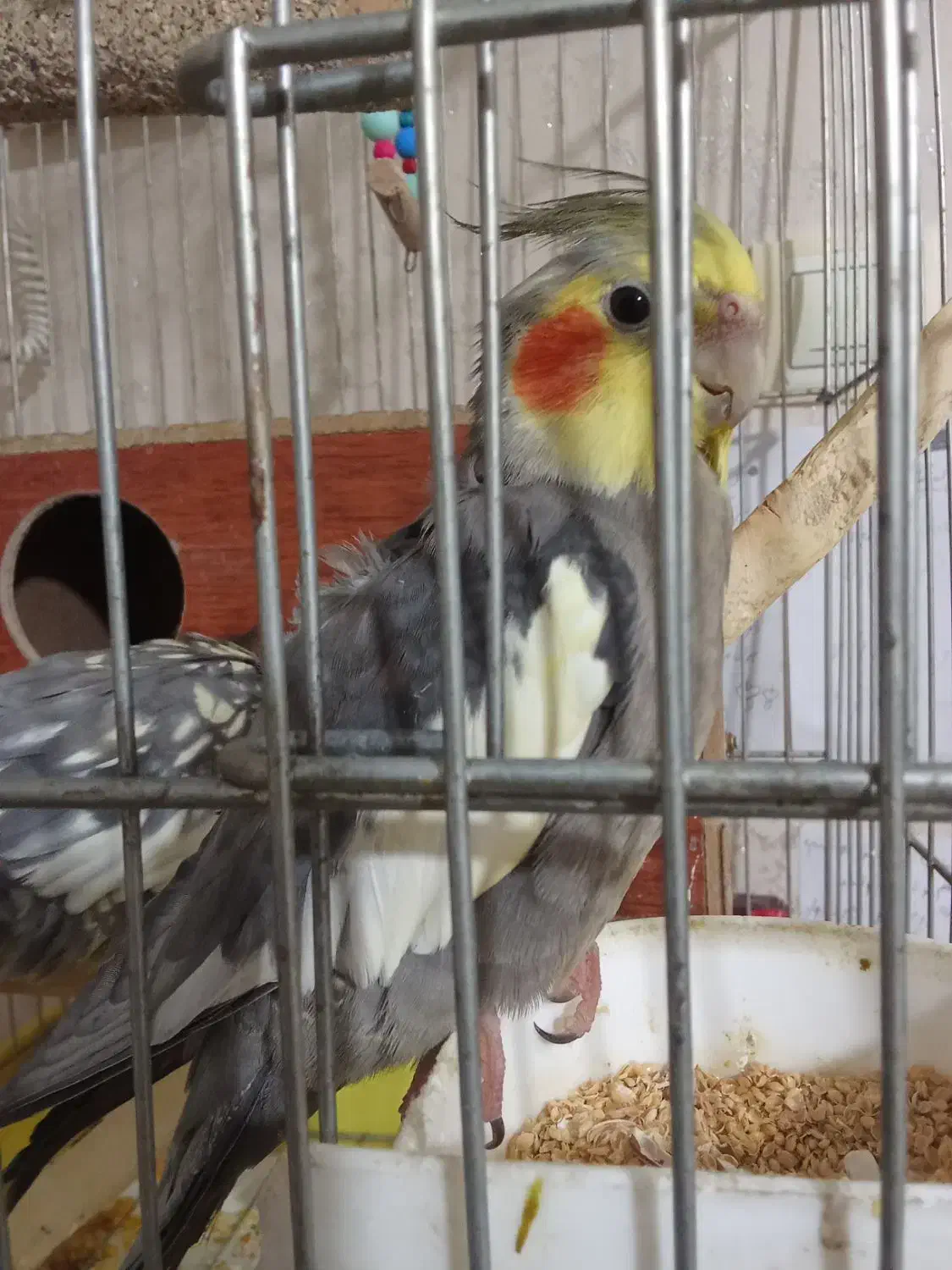 عروس|پرنده|تهران, هفده شهریور|دیوار