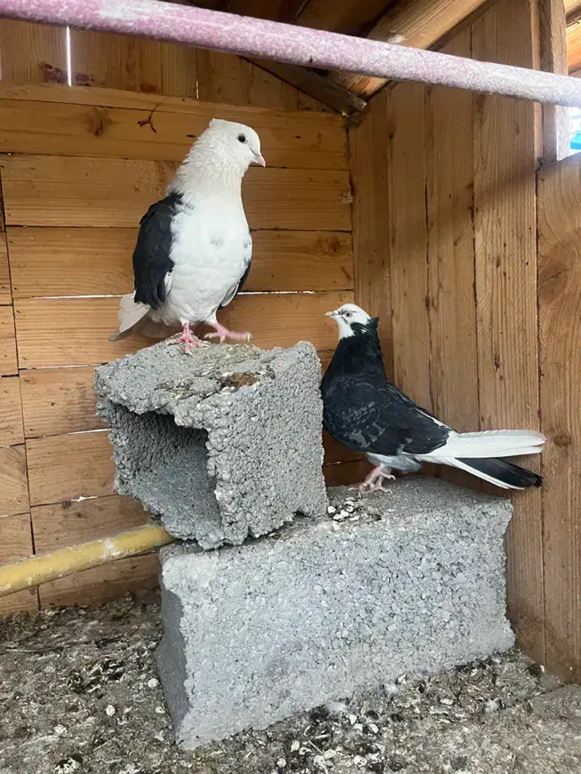 کبوتر|پرنده|تهران, گلستان (شهرک راه آهن)|دیوار