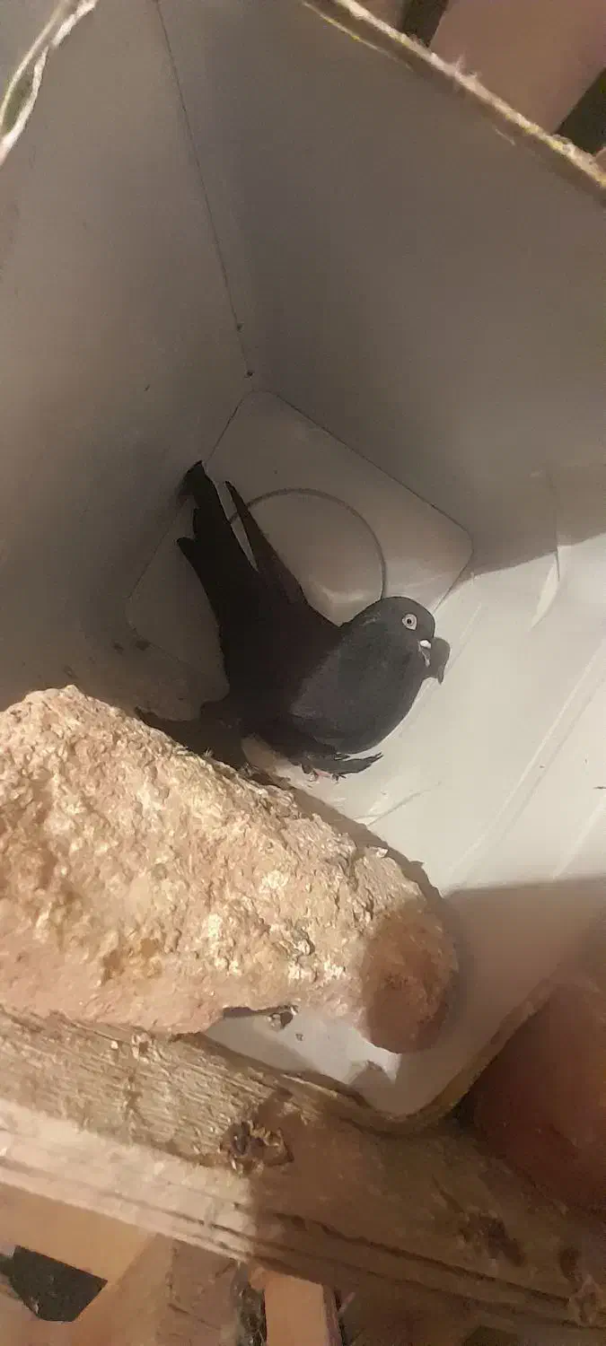 کفتر قره لوطی|پرنده|ایلخچی, |دیوار