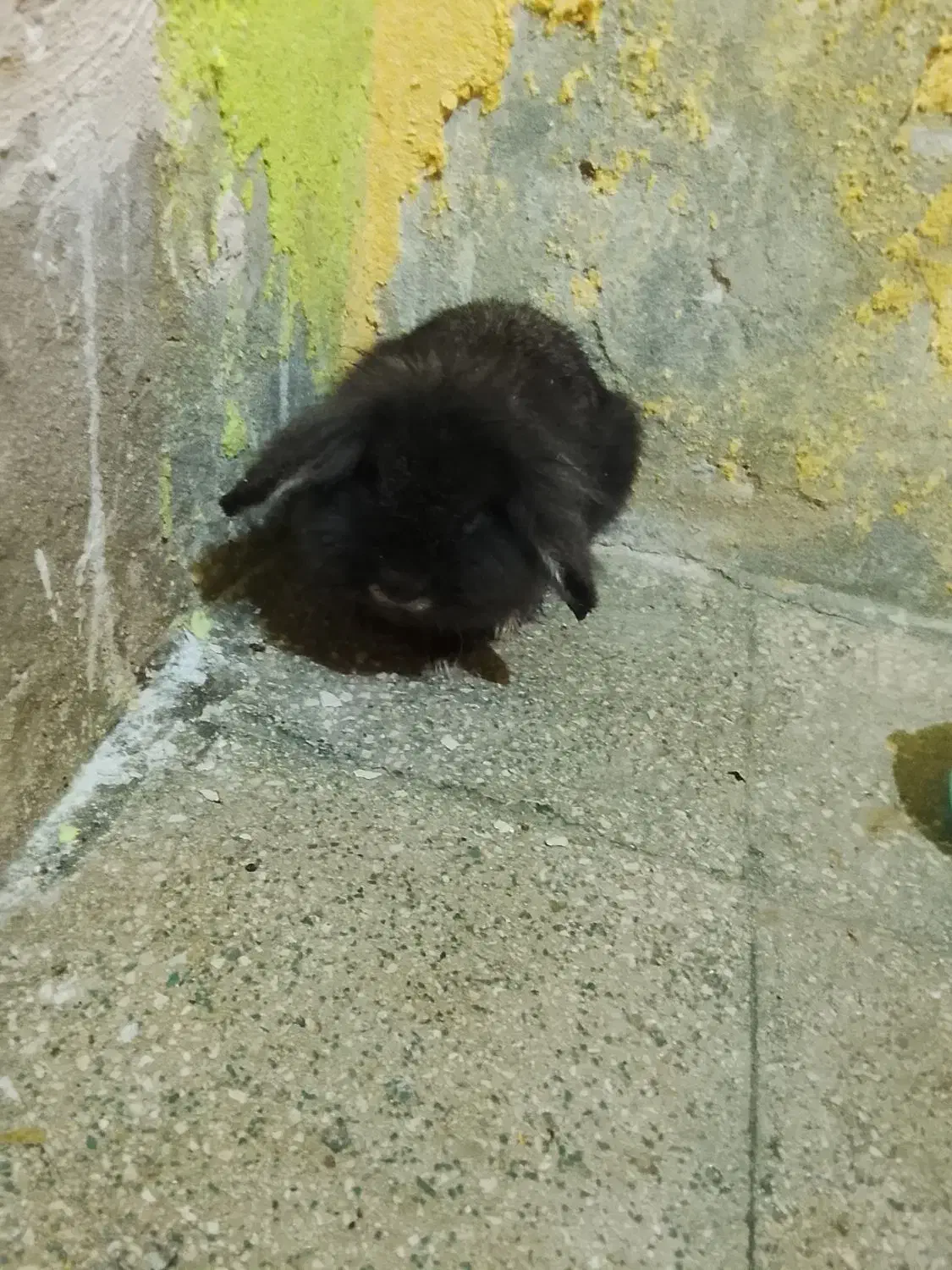 300|موش و خرگوش|قم, وادی السلام|دیوار