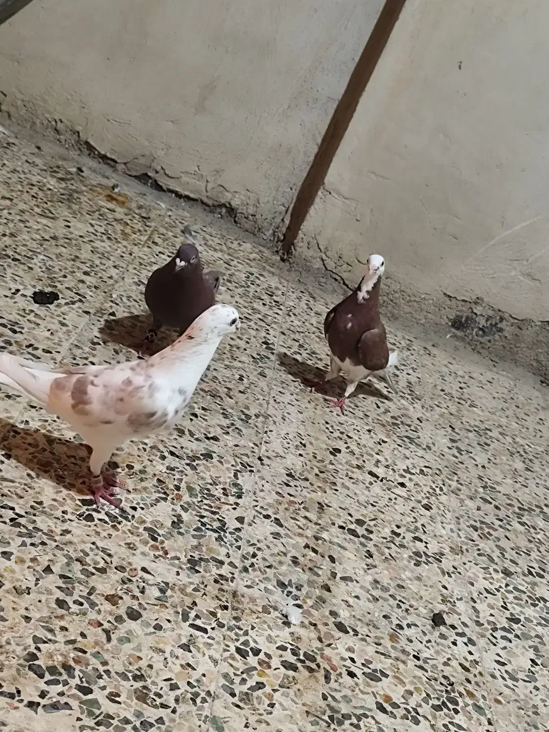 کبوتر دورگ|پرنده|خرمآباد, |دیوار