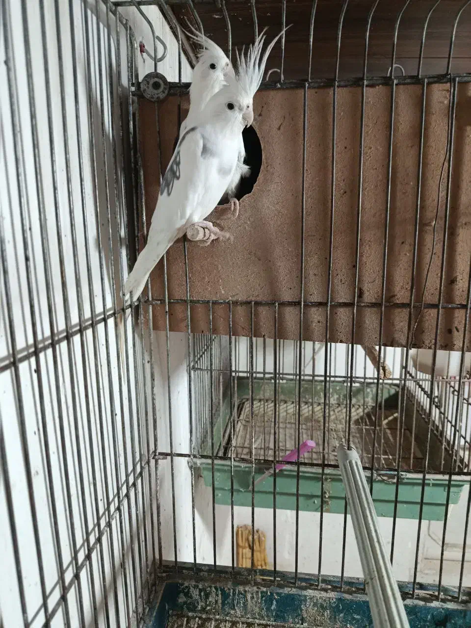 یه جفت عروس البینودوکت مولد به ضمانت تخم وجوجه|پرنده|آمل, |دیوار