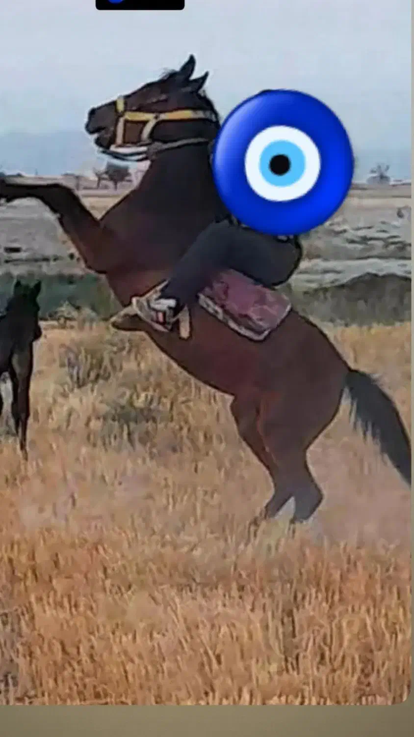 اسب مادیان|اسب و تجهیزات اسبسواری|سردرود, |دیوار