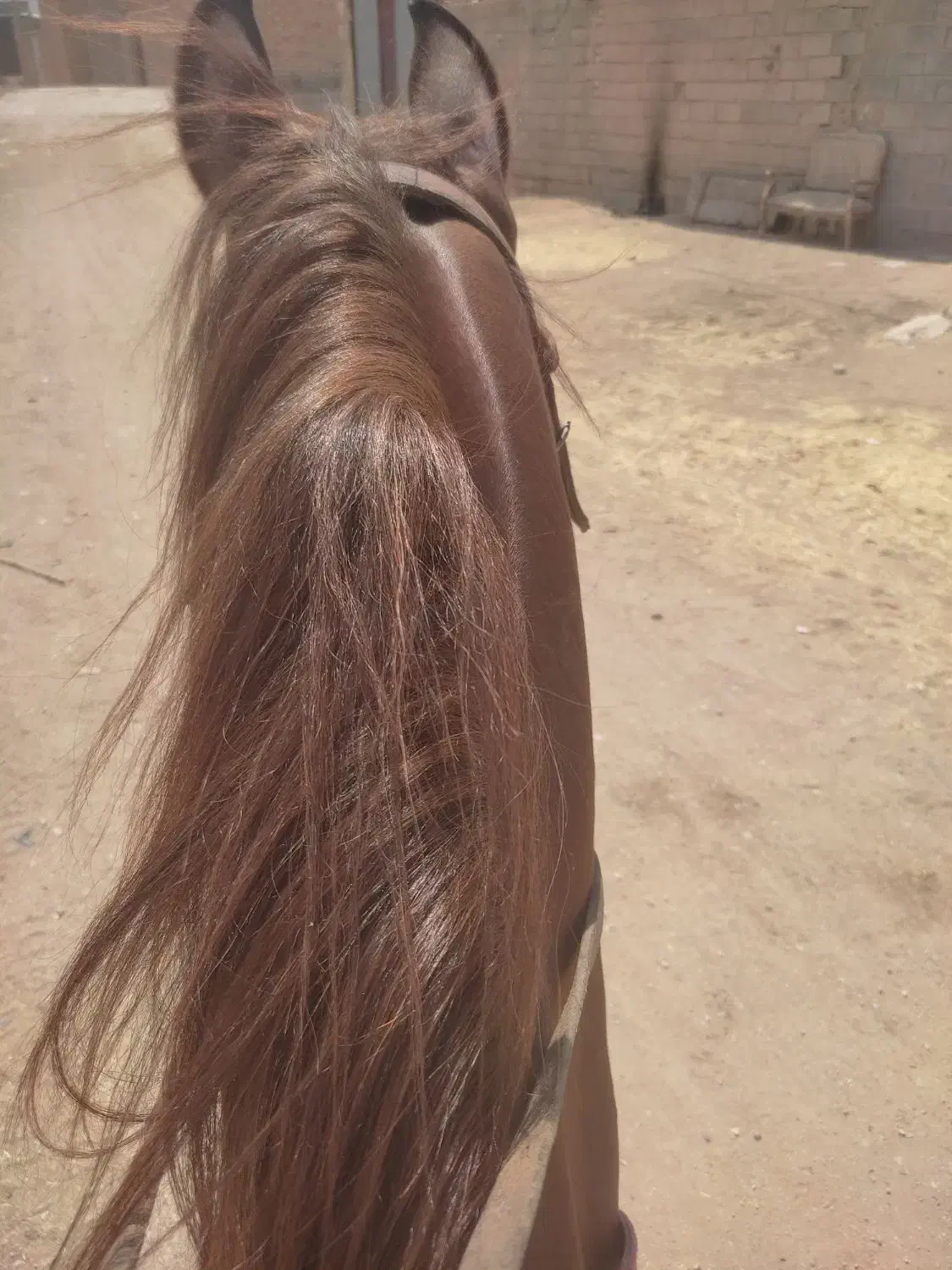 اسب مادیان کرند|اسب و تجهیزات اسب‌سواری|نی‌ریز, |دیوار