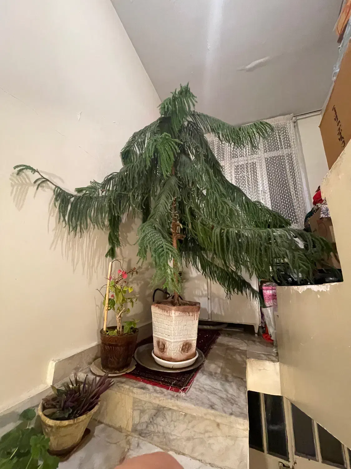 گل زینتی|گل و گیاه طبیعی|هشتگرد, فشند|دیوار