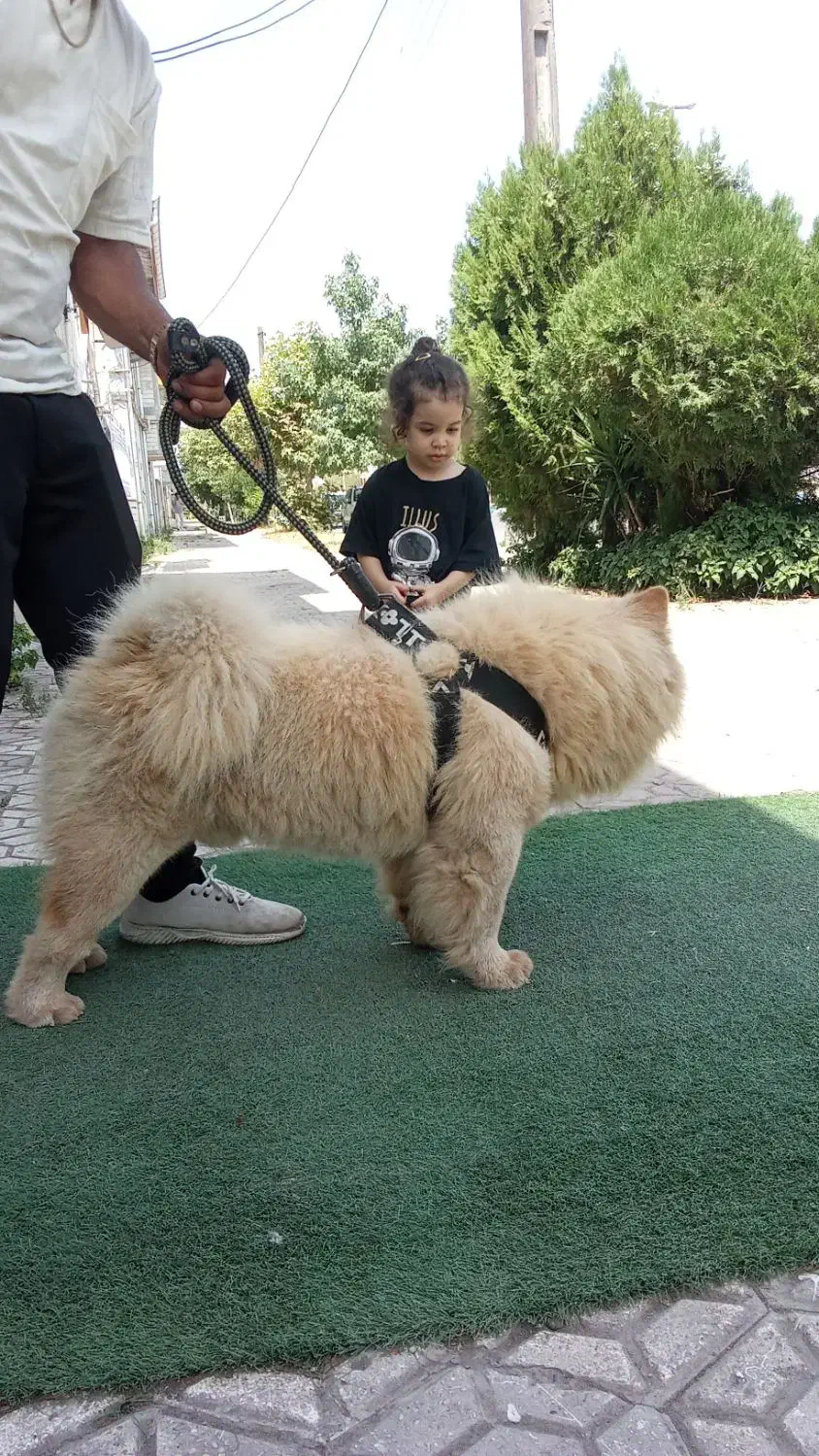 سگ چاو چاو نر|سگ|رشت, پیرسرا|دیوار