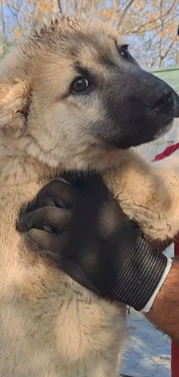 توله سرابی ۲ماهه و نیمه|سگ|ضیابر, |دیوار