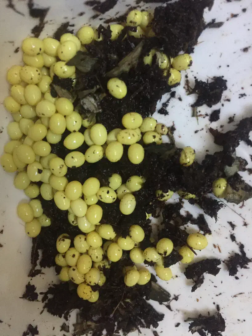 فروش حلزون البینو و آچاتینا|خزنده|قزوین, |دیوار