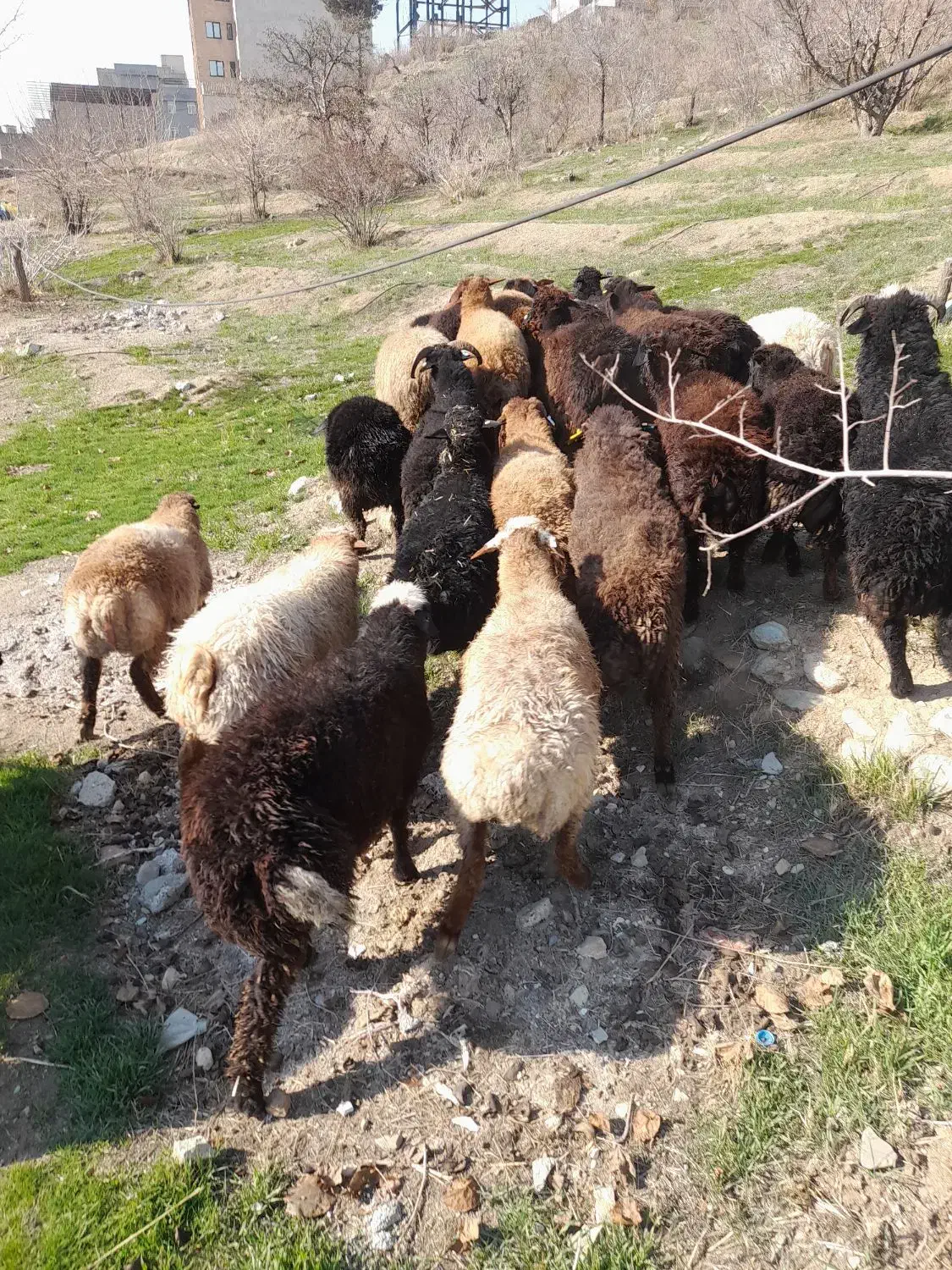 دام در تهران توحید وستارخان انقلاب زنده|حیوانات مزرعه|تهران, توحید|دیوار