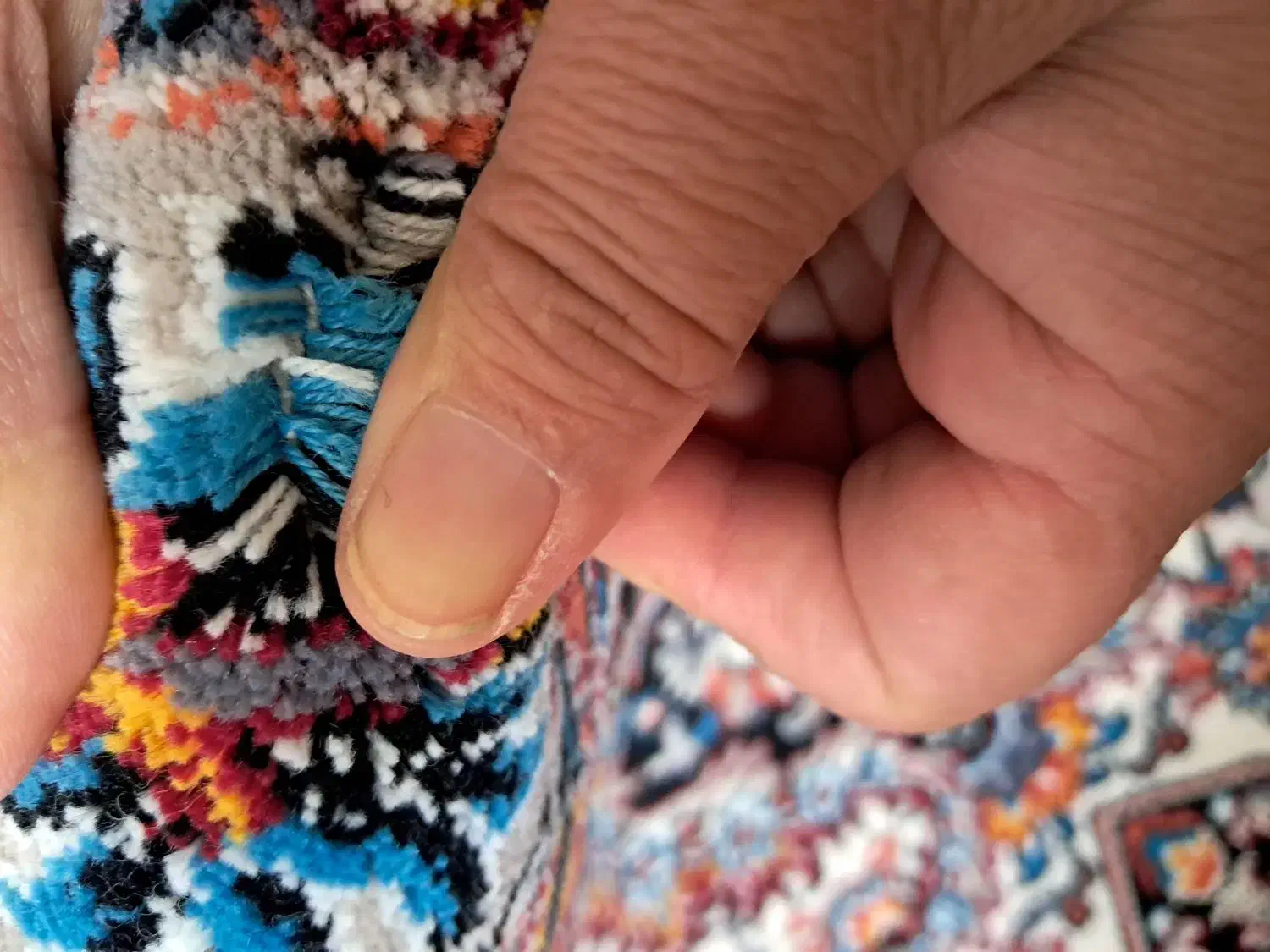 فرش ۷۰۰ شانه نگین مشهد|فرش|مشهد, پنجتن|دیوار