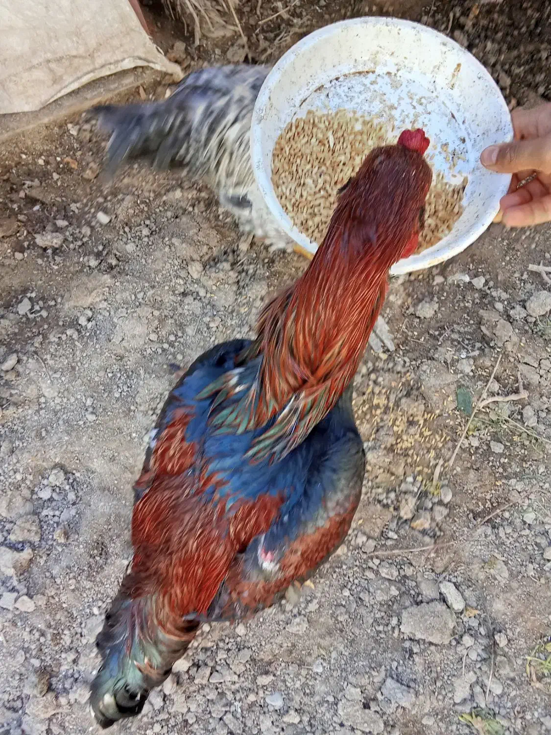 خروس لاری|حیوانات مزرعه|ماهدشت, |دیوار