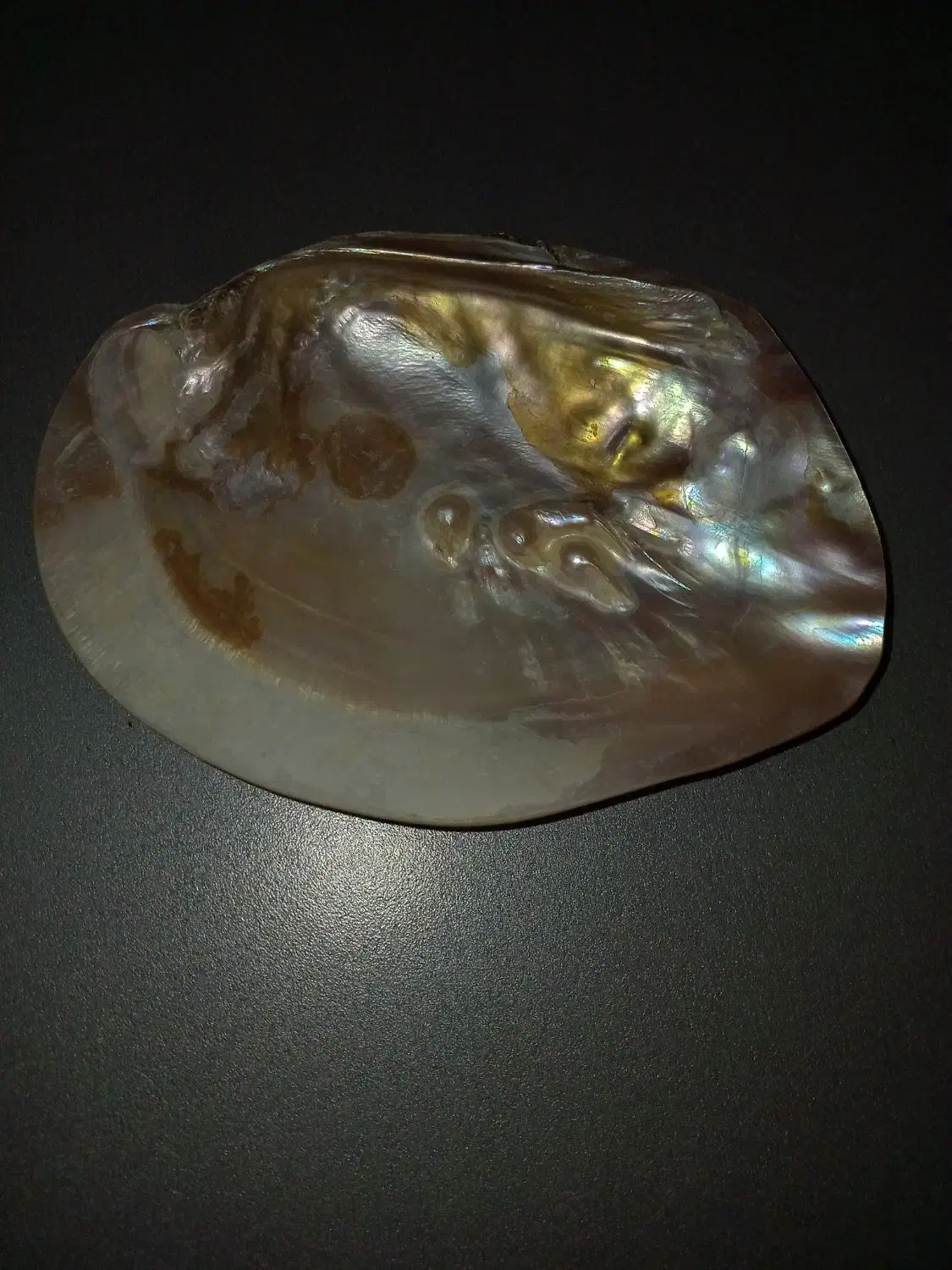 صدف دریا|ماهی|قم, پردیسان|دیوار