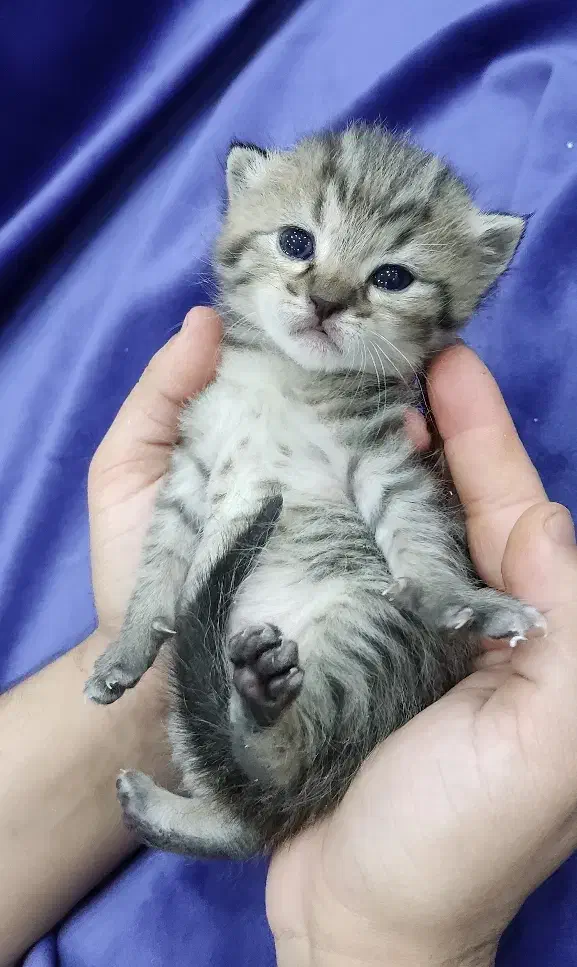 توله گربه اسکاتیش بریتیش|گربه|اهواز, معین زاده|دیوار