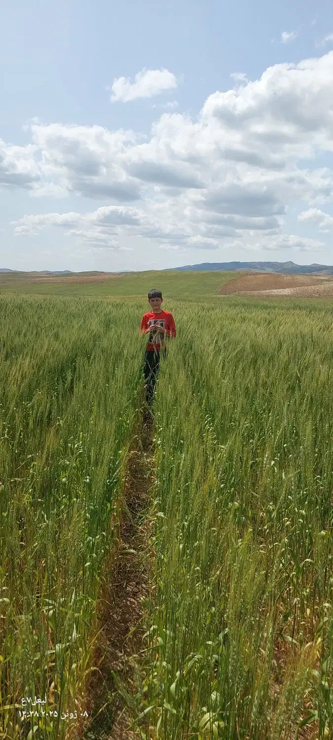 فروش گندم(بذر)|گل و گیاه طبیعی|مهربان, |دیوار