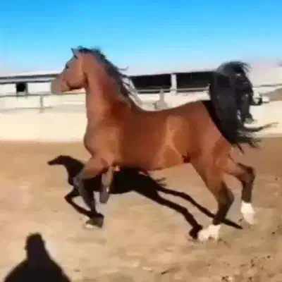 سوارکاری کشش سیلمی درشوری|اسب و تجهیزات اسبسواری|خمینیشهر, |دیوار