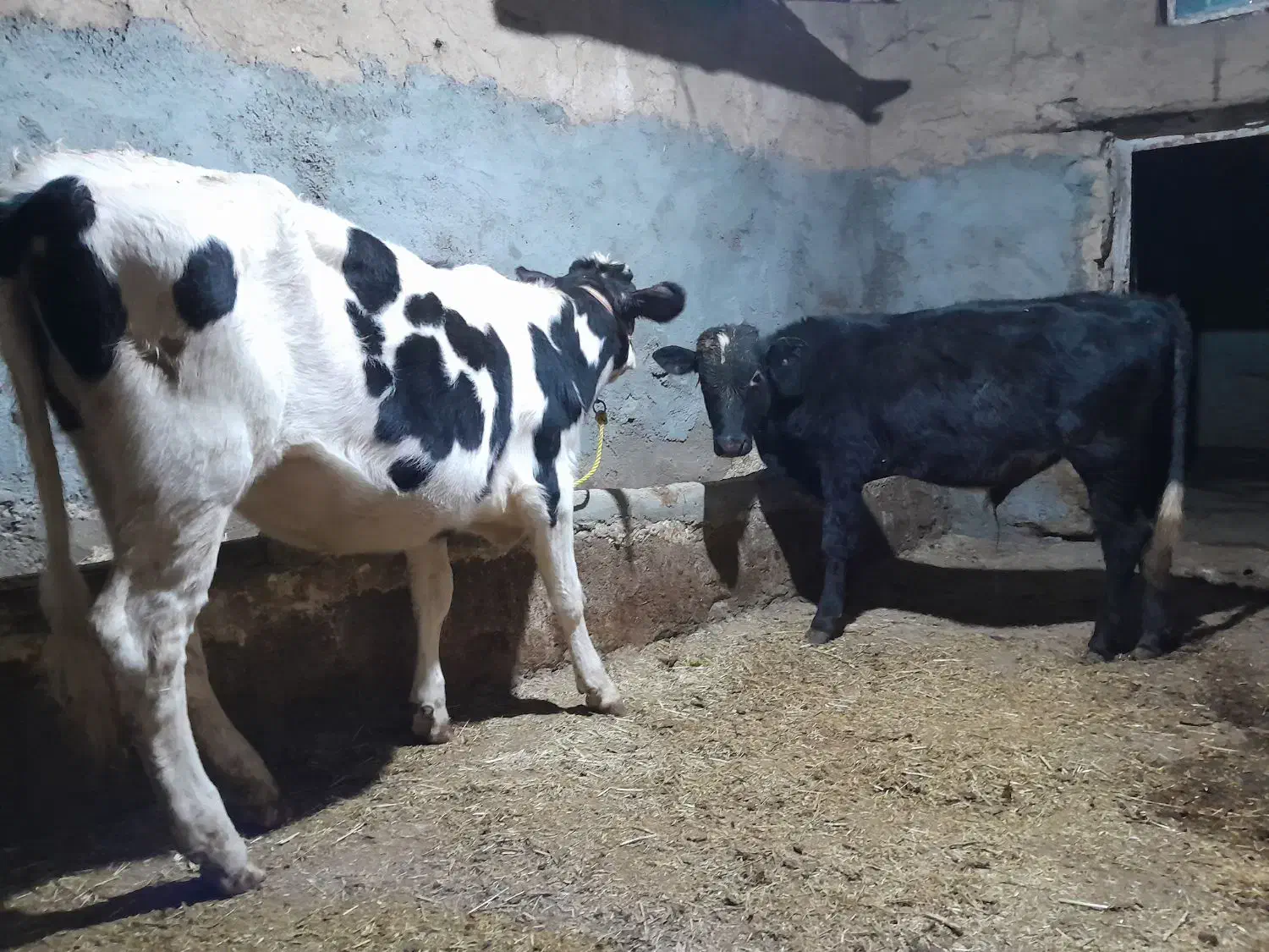 ۹تاگوساله نروماده|حیوانات مزرعه|سارال, |دیوار