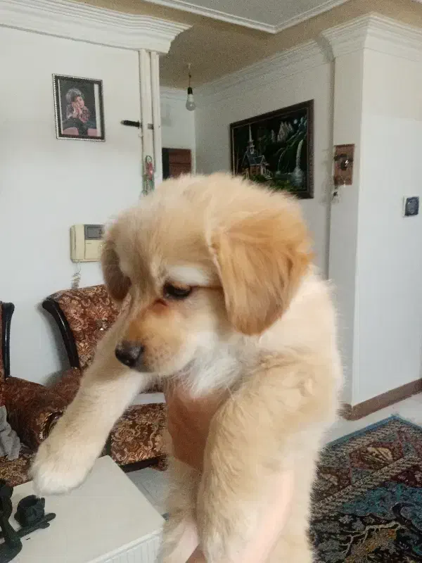 اشپیتز شیبا(روباهی و پامر)|سگ|فردیس, فردیس|دیوار