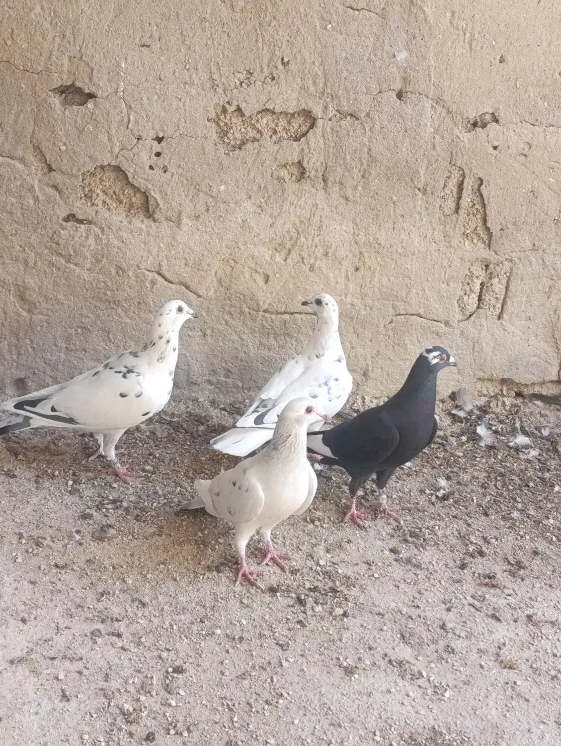 کبوتر|پرنده|برازجان, |دیوار