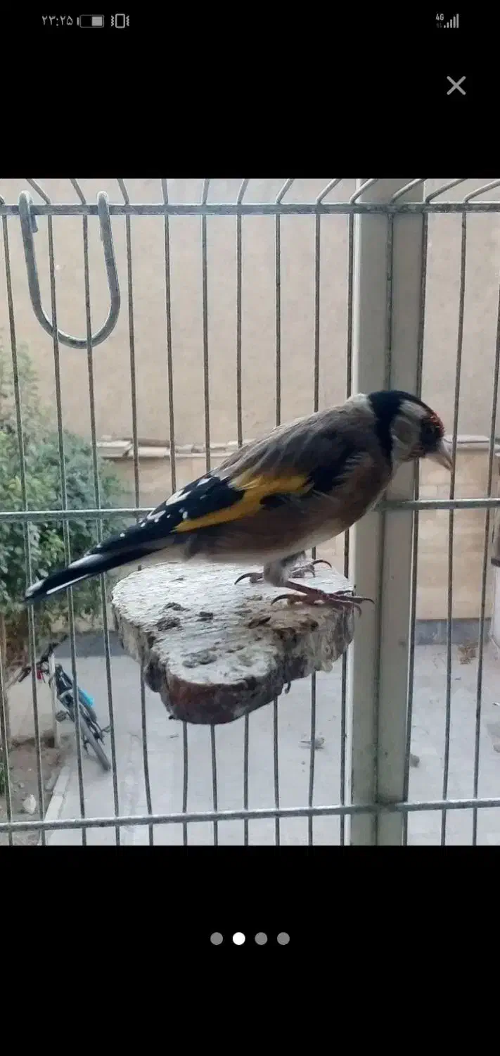 سهره خوش صدا، محمدشهر|پرنده|محمدشهر, ولدآباد|دیوار