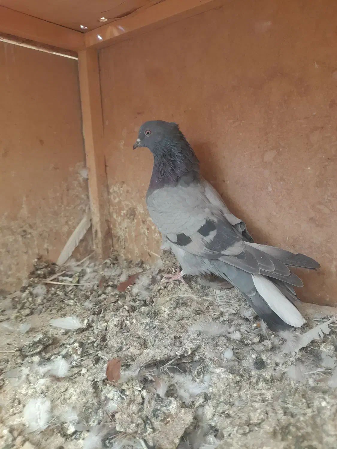 کفتر پرشی|پرنده|رباط‌کریم, رباط‌کریم|دیوار