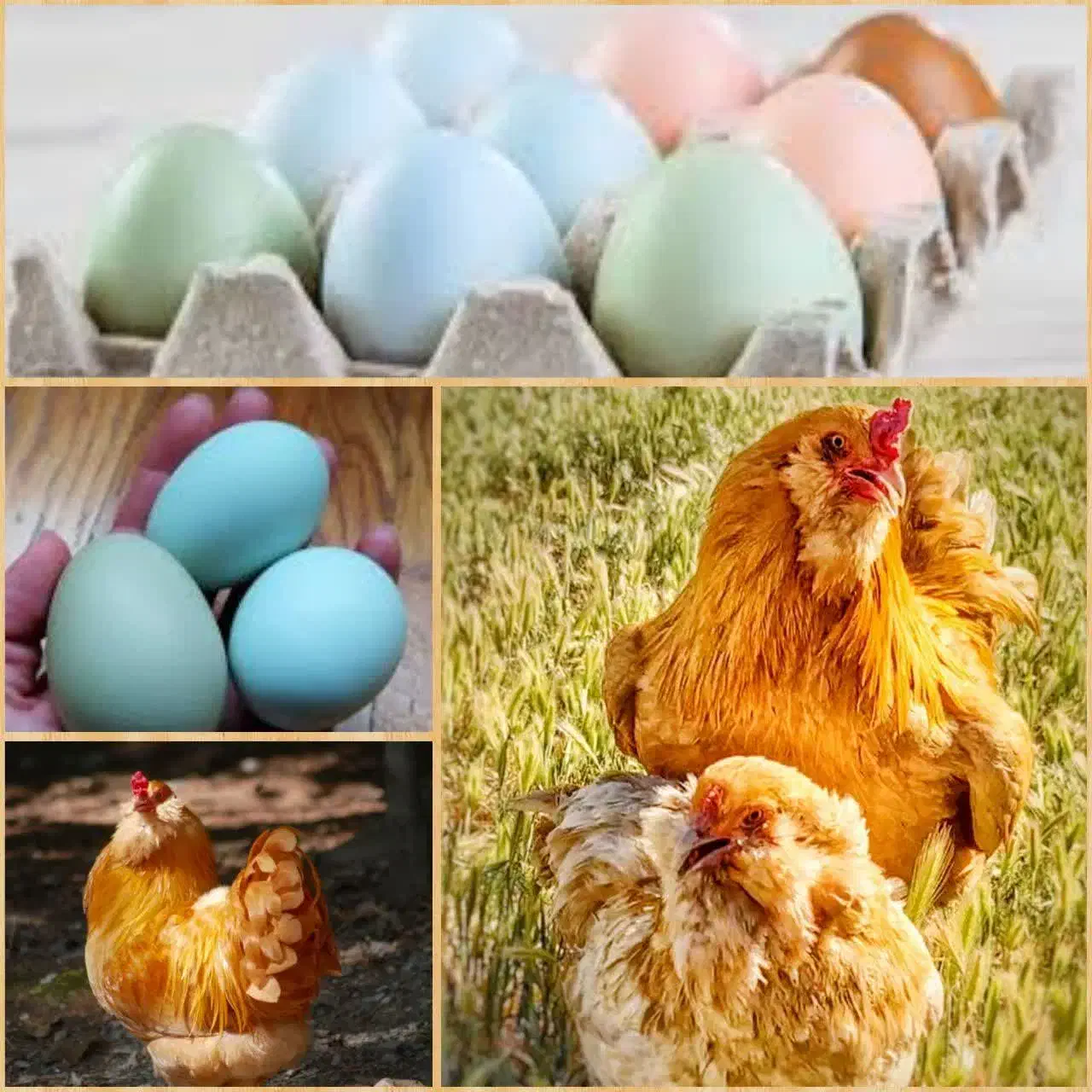 مرغ و خروس امرکانا|حیوانات مزرعه|تهران, فلسطین (میدان انقلاب)|دیوار