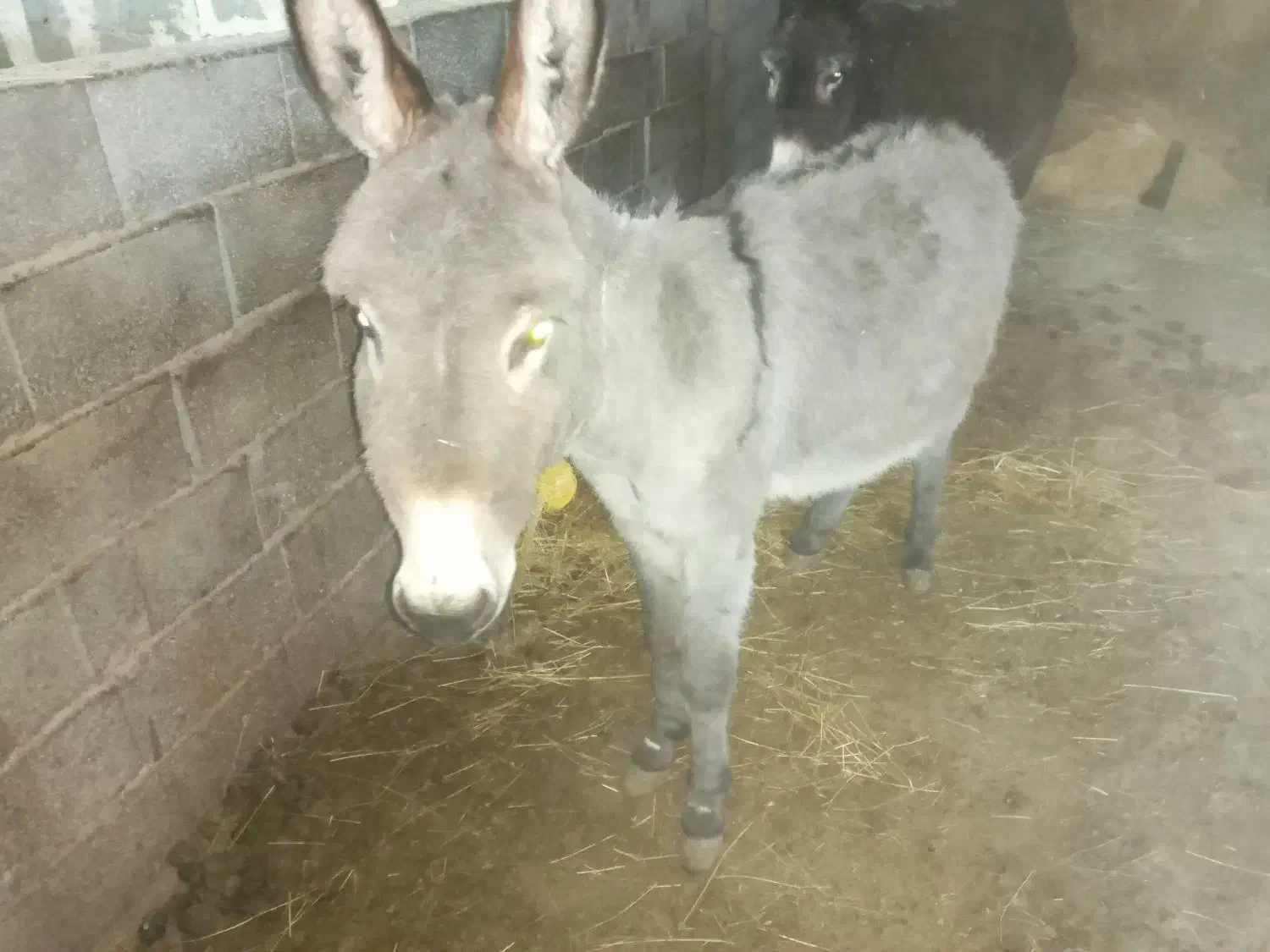 خره|حیوانات مزرعه|کوثر, |دیوار