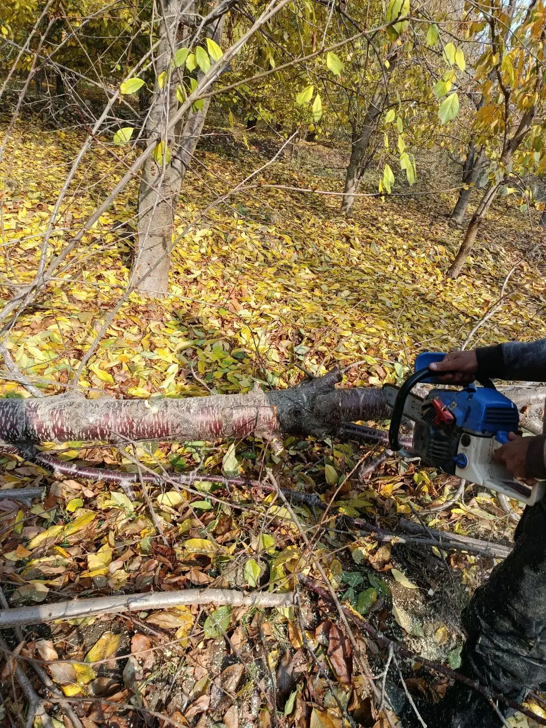 برش درخت در باغات حتی یک درخت|خدمات باغبانی و درختکاری|انزل, |دیوار