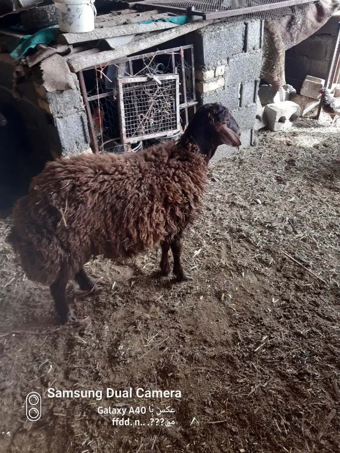 بره نر|حیوانات مزرعه|فلاورجان, |دیوار