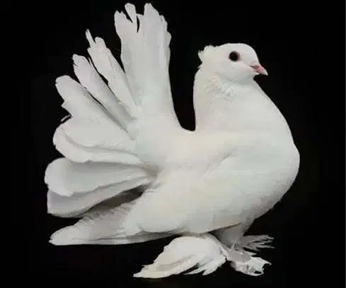 کبوتر|پرنده|دزفول, |دیوار