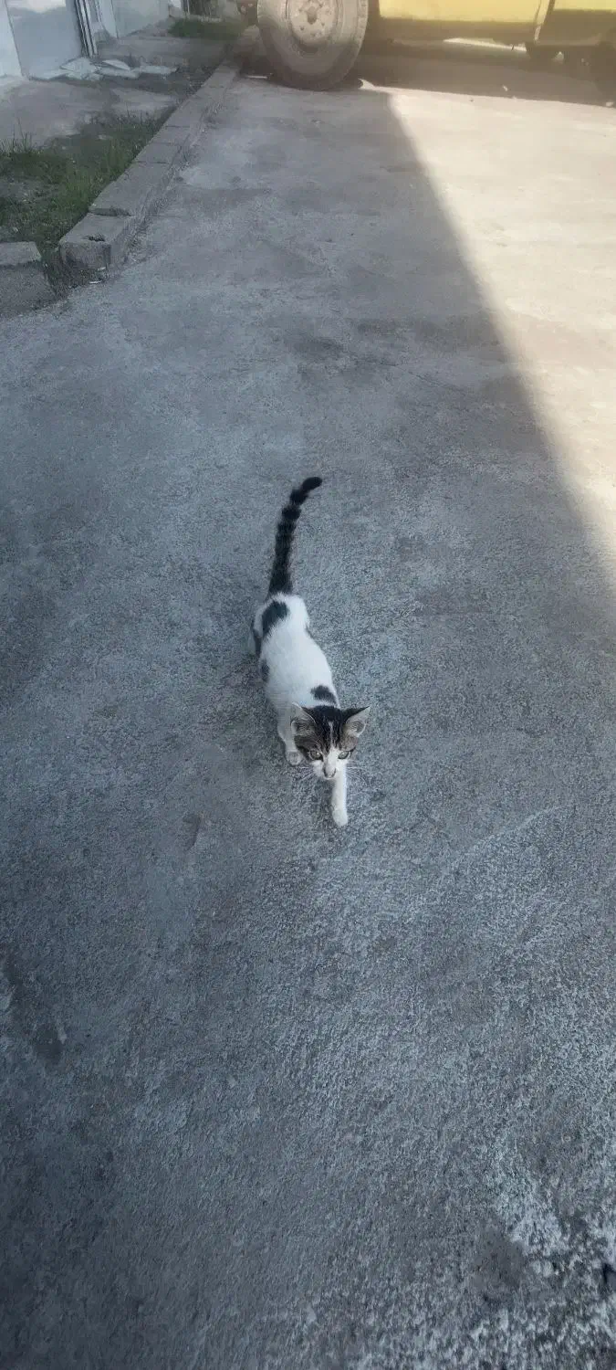 واگذاری گربه dsh رایگان|گربه|چاف و چمخاله, |دیوار