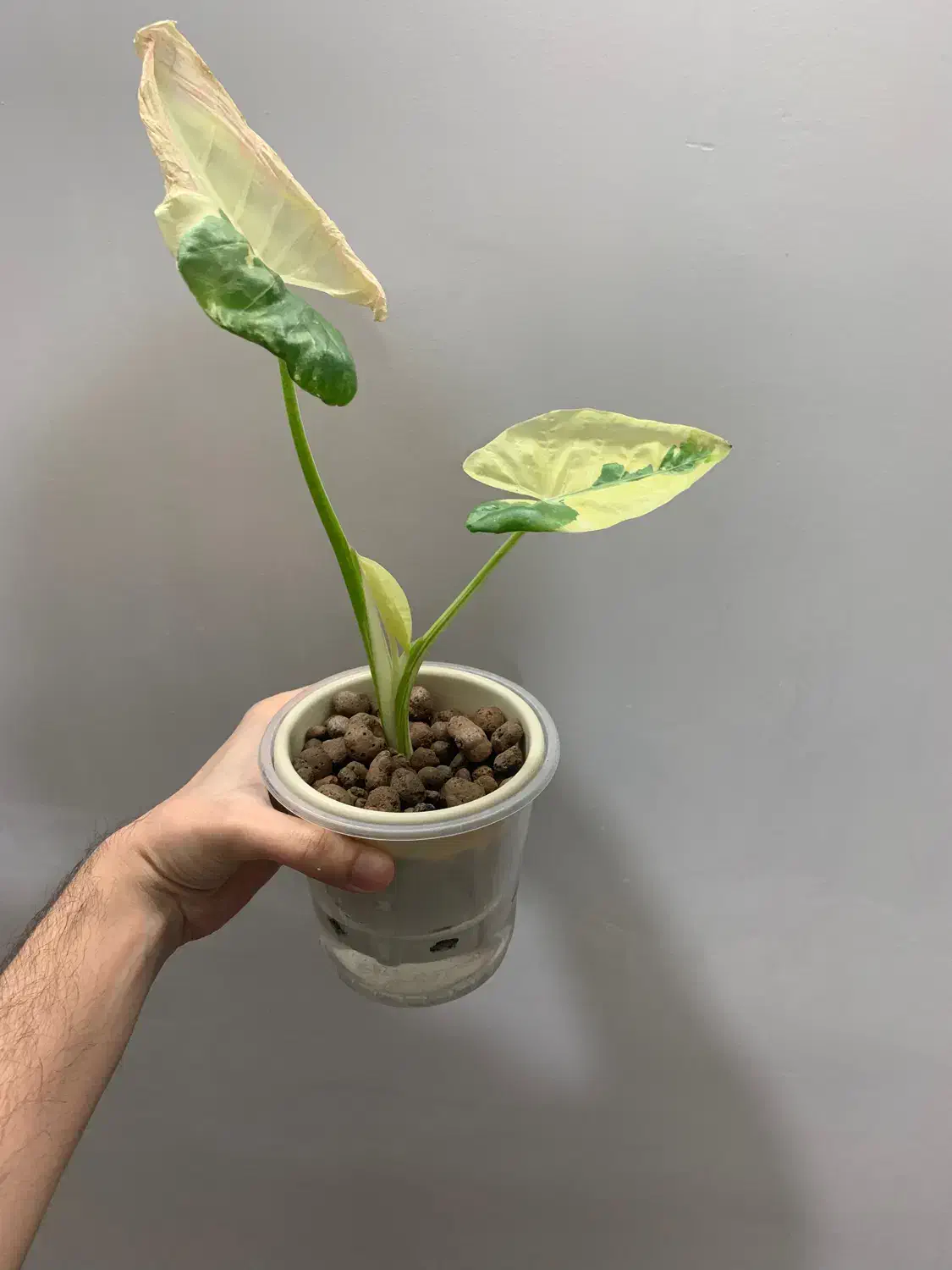 گل و گیاه|گل و گیاه طبیعی|بیرجند, |دیوار