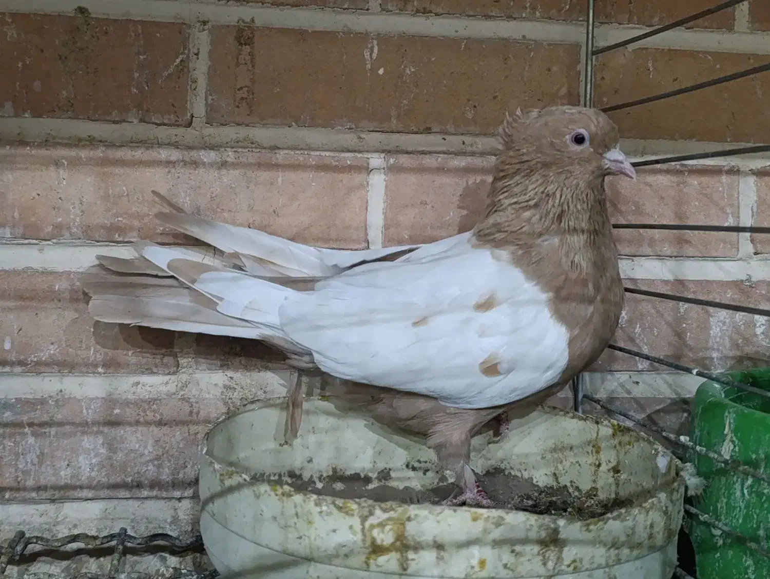 کبوترجفت سینه ای پاک|پرنده|تفت, |دیوار