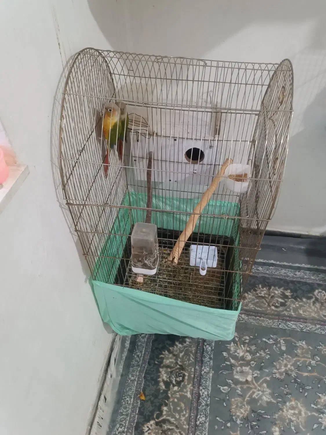 جفت گرین چیک|پرنده|قائن, |دیوار